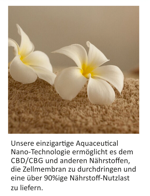 Flyer "Cili AGELESS", 60 Stück